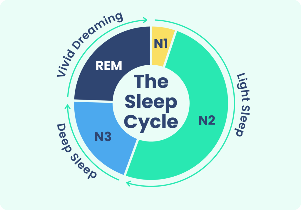 The Sleep Cycle