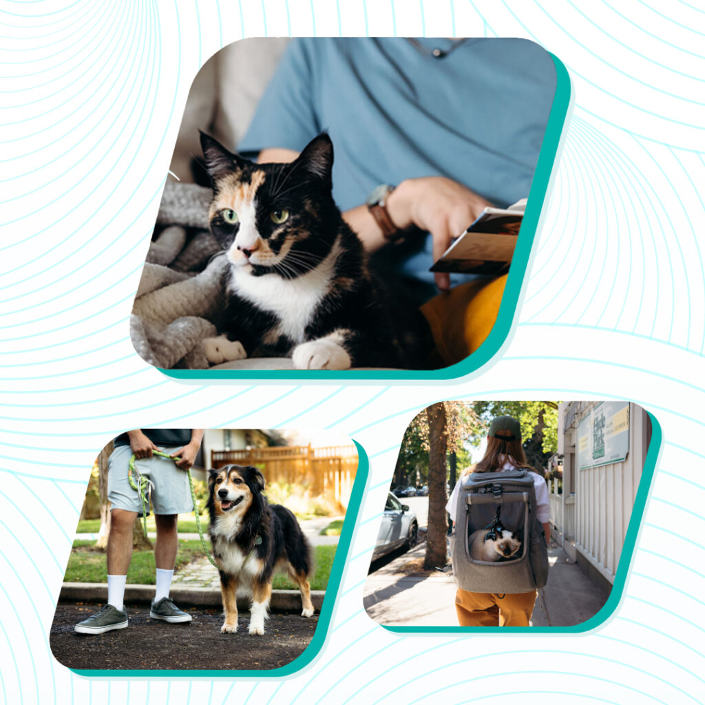 Pets Best Pet Insurance